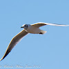 Black-headed Gull; Gaviota Reidora