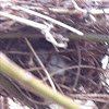 Chickadee or house sparrow egg