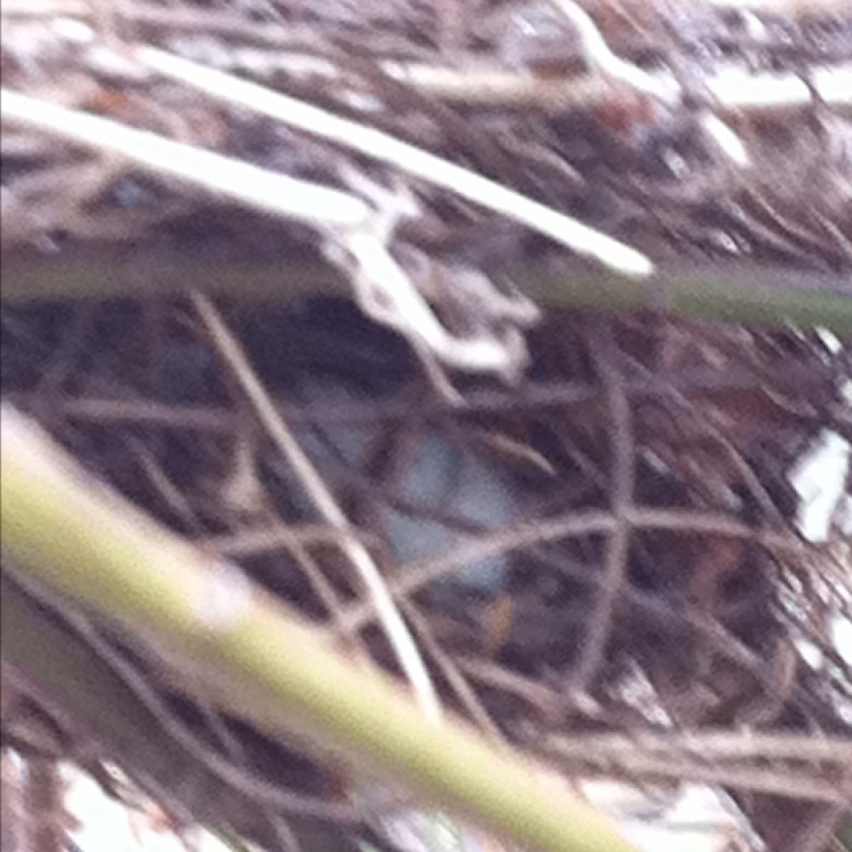 Chickadee or house sparrow egg