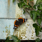 Red Admiral