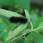 Giant Leopard Moth caterpillar