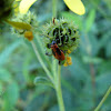 Small Milkweed Bug nymph