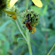 Small Milkweed Bug nymph