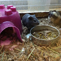 Guinea Pig