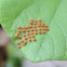 Pipevine Swallowtail Eggs