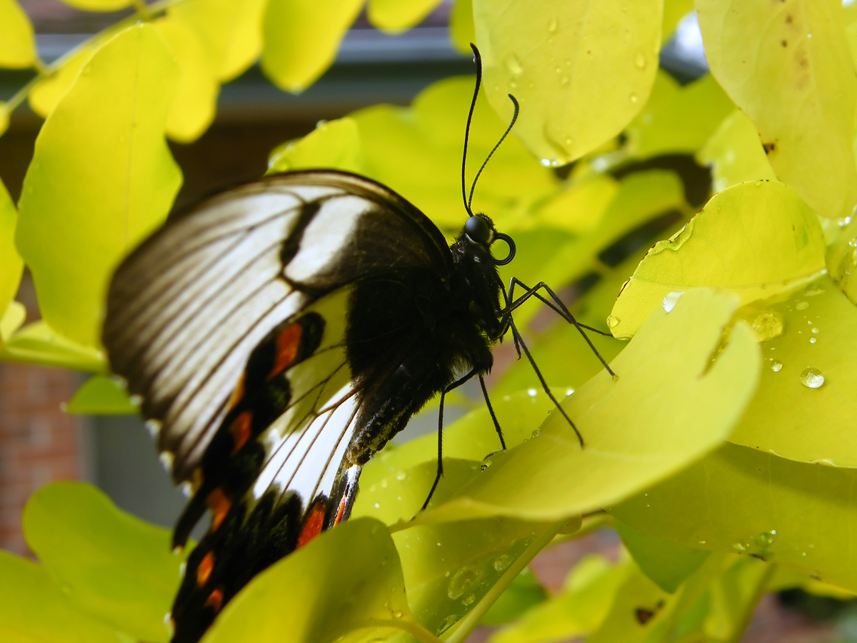 Orchard Swallowtail