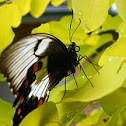 Orchard Swallowtail