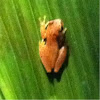 Small Headed Tree Frog