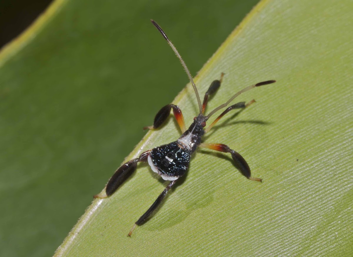 Leaf-footed bug (nymph)
