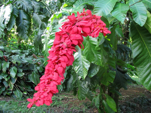 Wild Poinsettia  Project Noah