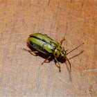 Elm-leaf beetle