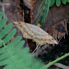 Geometridae Macaria