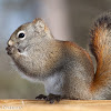 Red Squirrel