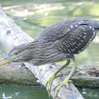 Black-crowned Night Heron