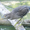 Black-crowned Night Heron