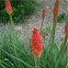 Red-Hot Poker Plant