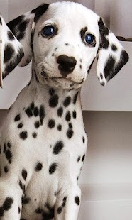 How to mod Cute dogs HD 1.2 apk for android