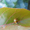 Multicolored Asian Lady Beetle, bubamara