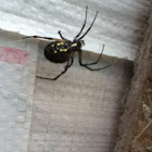 Black and yellow garden spider (female)