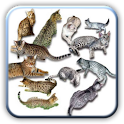 Amazing Cats pictures logo