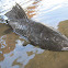 Suckermouth Sailfin Catfish