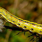 Asteroid Caterpillar (yellow)