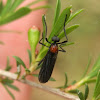 Lovebug - male