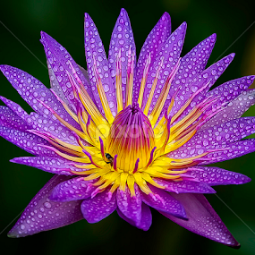 by Mark Anthony Bansag - Flowers Single Flower