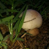 Wild mushroom