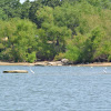 Great White Egret and Little Snowy