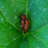 Common red soldier beetle,Escaravelho