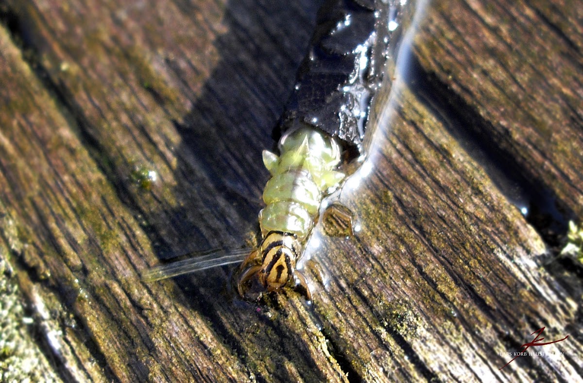 Limnephilidae Caddisfly, larva