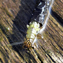 Limnephilidae Caddisfly, larva