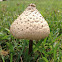 Florida Mushroom