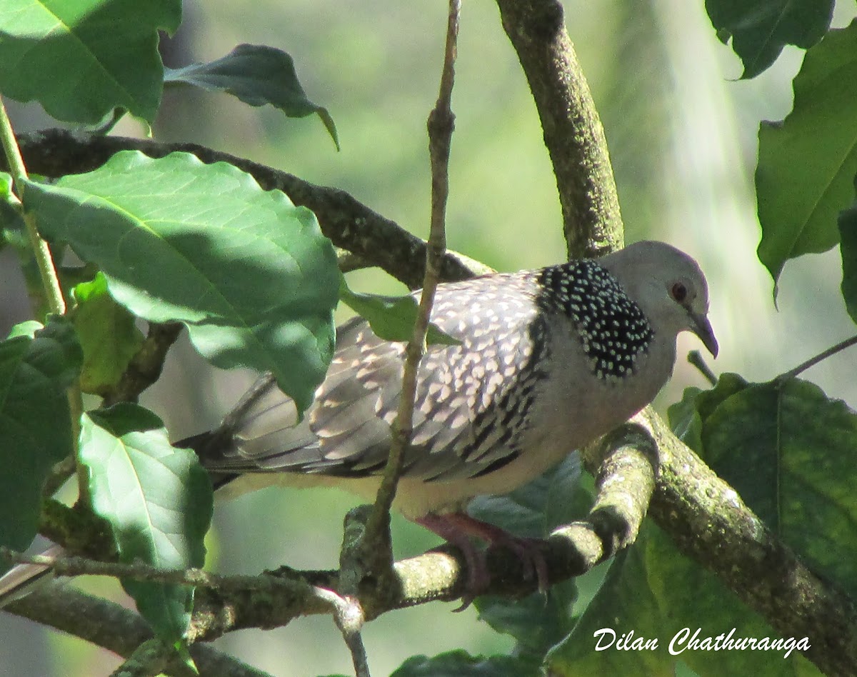 Spotted dove