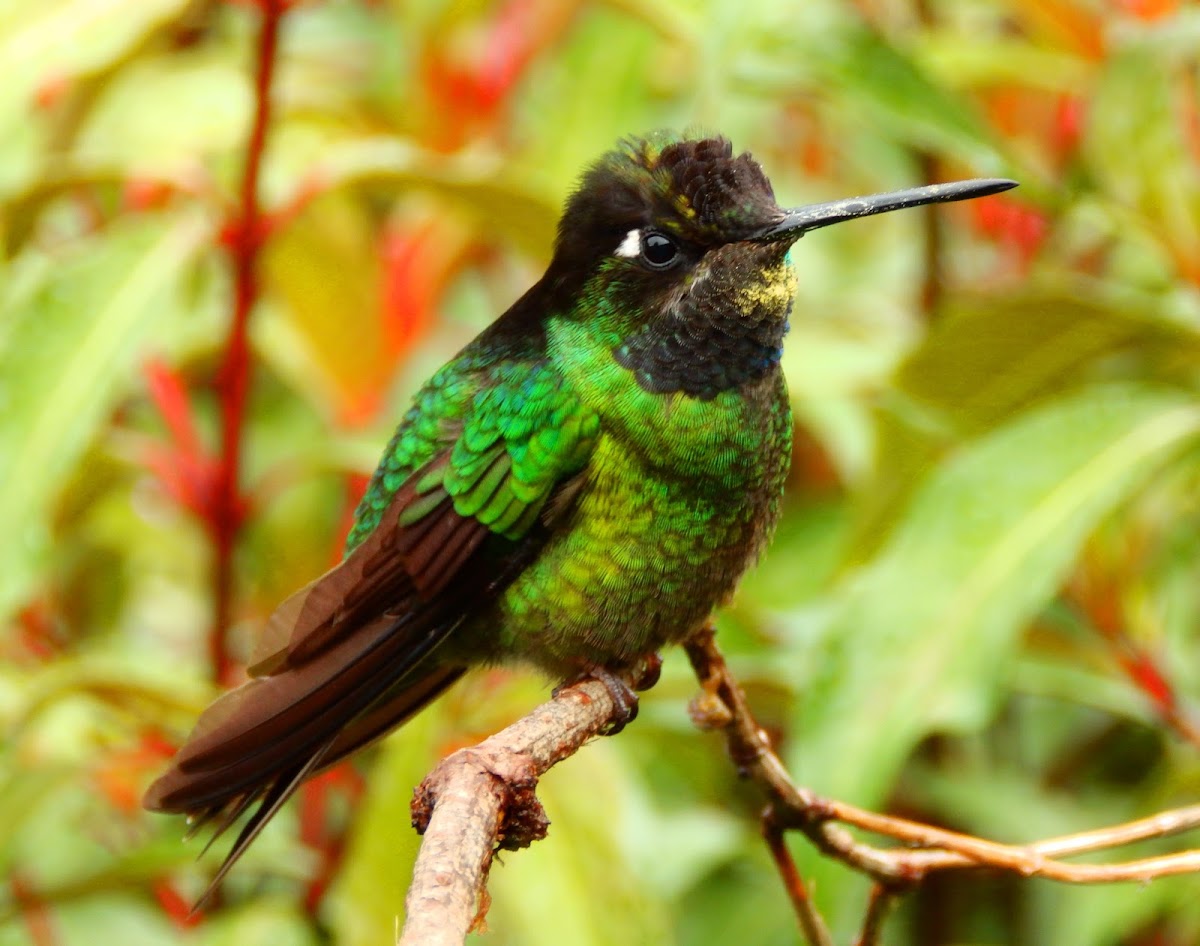 Magnificent hummingbird (juvenile)