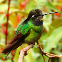 Magnificent hummingbird (juvenile)