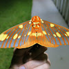 Regal Moth
