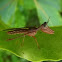 Mantis lacewing (mantis fly)
