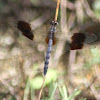 Band-Winged Dragonlet Dragonfly