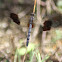 Band-Winged Dragonlet Dragonfly
