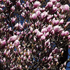 Saucer Magnolia