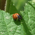 Convergent lady beetle