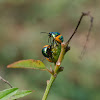 Lychee Shield Bug Nymph