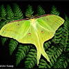 Luna Moth