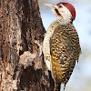 Golden-tailed woodpecker
