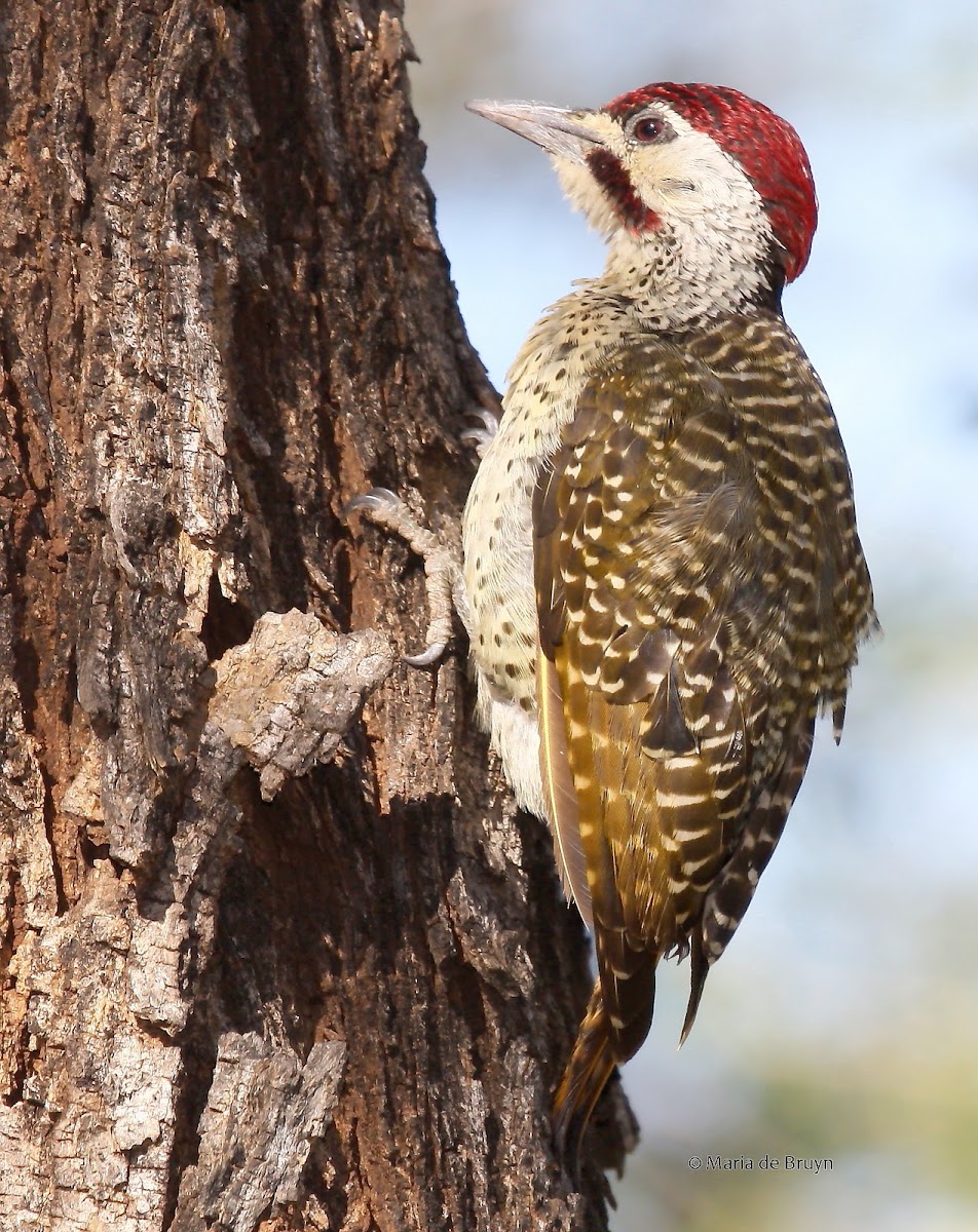 Golden-tailed woodpecker