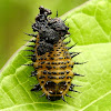 Argus Tortoise Beetle larva