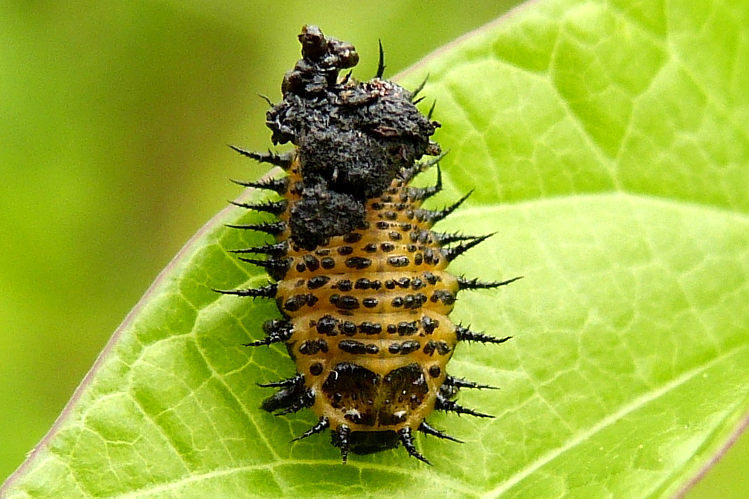 Argus Tortoise Beetle larva