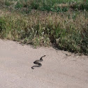 Southern Pacific Rattlesnake